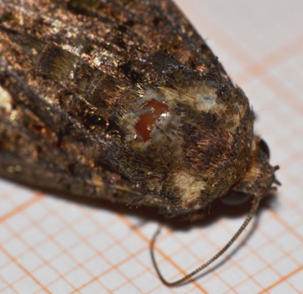 Melanchra persicariae ? (114)